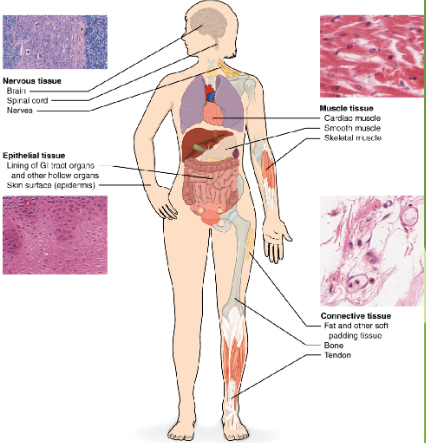 TISSUE FUNCTIONS